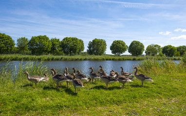 Geese on the shore of a sunny canal in spring