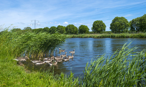 Geese on the shore of a sunny canal in spring