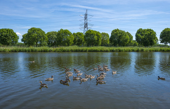 Geese swimming in a canal in spring