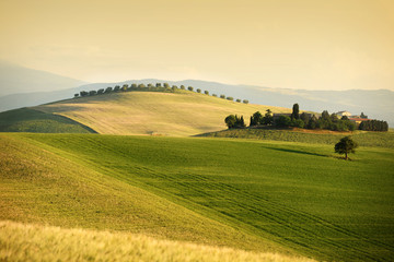 Rolling hills in summer. Val d'Orcia Tuscany - 85129054
