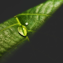 Water drop on the leaf surface, abstract natural background