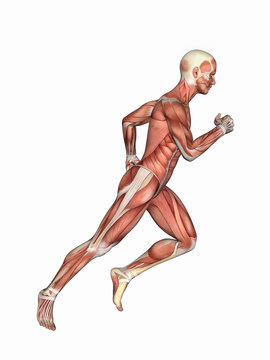 Anatomy of Male in Running Motion: Featuring male figure in running motion showcasing major muscular groups such as deltoids, triceps, biceps, quadriceps, hamstrings and obliques. 
