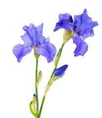 No drill blackout roller blinds Iris blue iris flower isolated on white