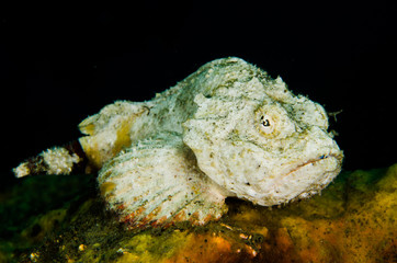 scuba diving lembeh indonesia devil scorpionfish