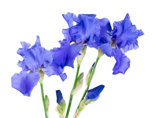 Foto op Plexiglas blauwe iris bloem geïsoleerd op wit © Diana Taliun