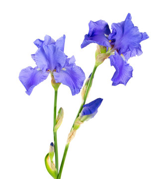 blue iris flower isolated on white