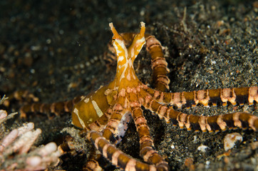 Obraz na płótnie Canvas scuba diving lembeh indonesia wanderpus octopus