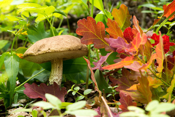 mushroom - brown cap boletus growing in the forest