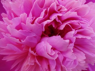 флора,розовый цвет,фон,пионы