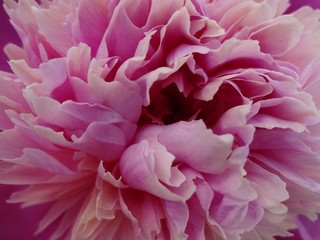 розово-сиреневый пион,флора