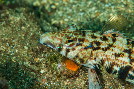 scuba diving lembeh indonesia yellowtail sandperch