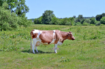 Obraz premium a cow grazes on lies a meadow
