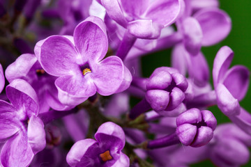 violet lilac flowers