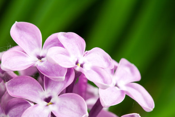 Beautiful spring delicacy lilac flowers.