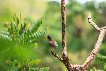 Common Myna bird