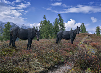 Obraz premium Loose horses in the mountains Eastern Sayan