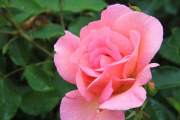 ピンクのバラ　ザンブラ’93