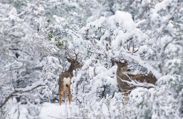 Obraz premium Arizona Mule Deers in Winter