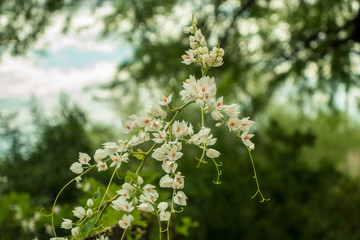 The Alien and Beautiful Life of the Arizona Desert in Spring