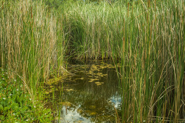 Desert oasis surrounded by cat tails