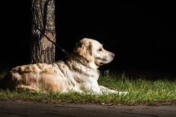 Ausgesetzter Hund - abandoned dog
