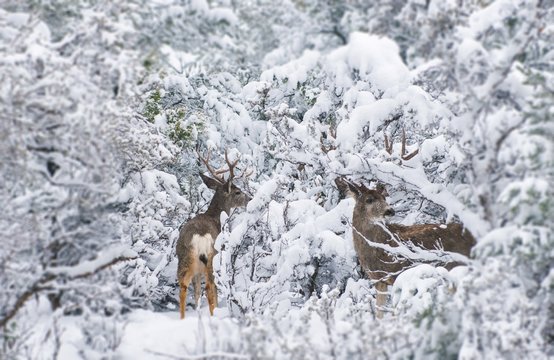 Fototapeta Arizona Mule Deers in Winter