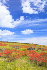 Japanese azalea at Kirigamine highland, Nagano
