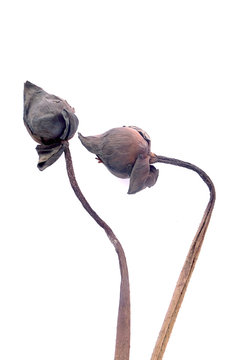 Burn lotus ,Withered lotus flowers,on a white background isolate