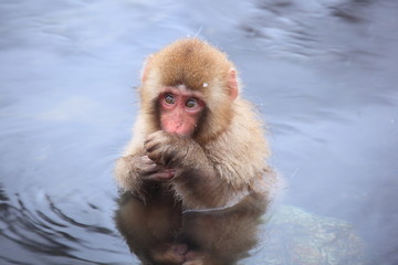 Obraz premium Child monkey in hot spring