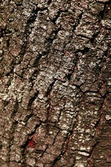 bark