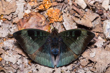 Fototapeta na wymiar Powdered Baron or Malay Baron butterfly