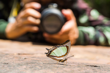 Fototapeta na wymiar Emerald Nawab or Indian Yellow Nawab butterfly