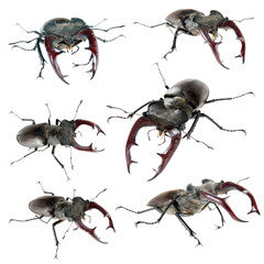 stag beetle / Collage of a male stag beetle isolated on white background