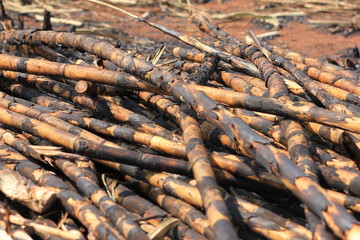 burn sugarcane 