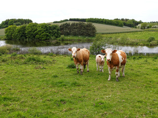 Fototapeta na wymiar Cows grazing on a green field meadow
