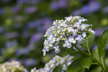 渦紫陽花の花
