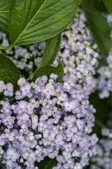 渦紫陽花の花　縦
