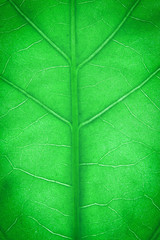 Green leaf close-up background