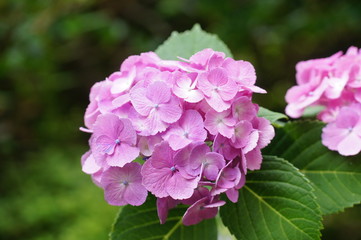 紫色のアジサイ