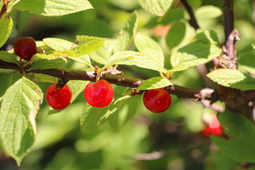 Nanking cherry