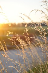 Grass in sunset light