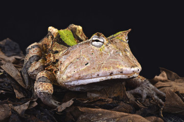 Amazonian horned frog (Ceratophrys cornuta)