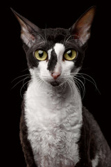 Portrait of Cornish Rex Looking in Camera Isolated on Black 