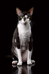 Cornish Rex Sits and Looking in Camera Isolated 