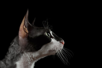 Closeup Portrait of Cornish Rex in Profile Isolated on Black 