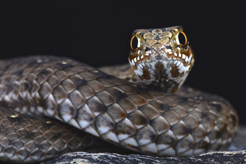 Fototapeta premium Eastern Montpellier snake (Malpolon insignatus)