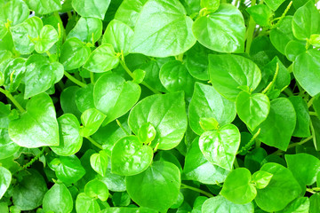 close up fresh green leave texture background