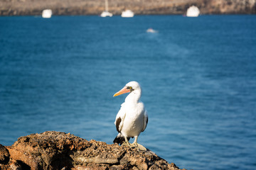 Nazca Booby on a Rock