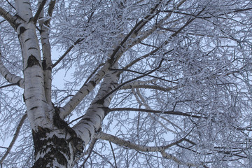Winter scenery in the mountains, with aspen trees