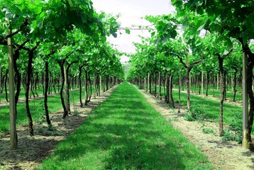 Fototapeta na wymiar long rows of vines in the Italian hills